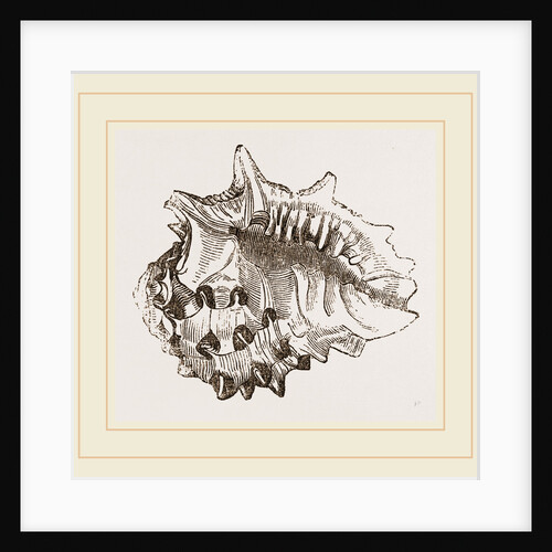 Spinous Ricinula by Anonymous