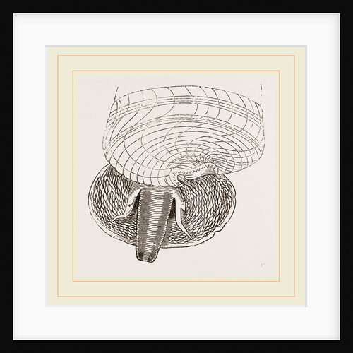 Marsh Cerithium and Animal of C Telescopium by Anonymous