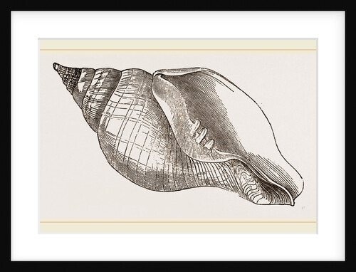 Turnip Turbinella by Anonymous