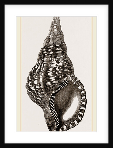 Variegated Triton by Anonymous