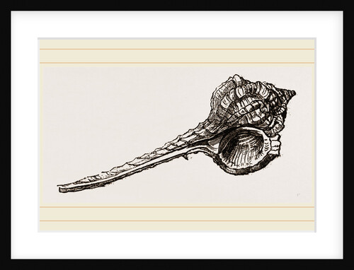 Woodcock's Head by Anonymous