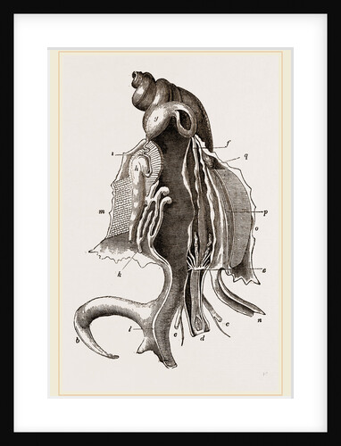 Animal of Strombus by Anonymous