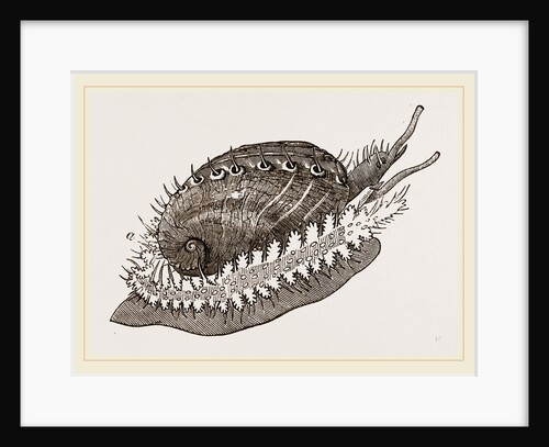 Tuberculated Sea-Ear by Anonymous