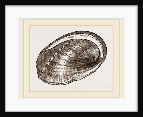 Tuberculated Sea-Ear by Anonymous