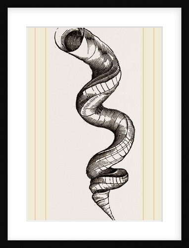 Lumbricoid Vermetus by Anonymous
