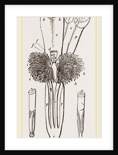Animal of Dentalium by Anonymous