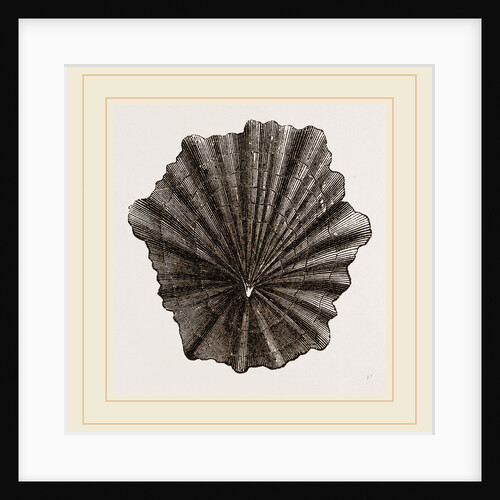 Scutellar Limpet by Anonymous