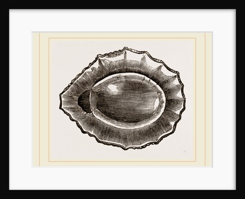 Spoon shaped Limpet by Anonymous