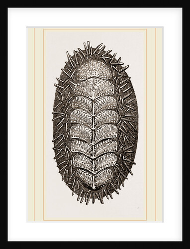 Spiniferous Chiton by Anonymous