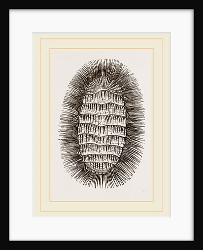 Peruvian Chiton by Anonymous