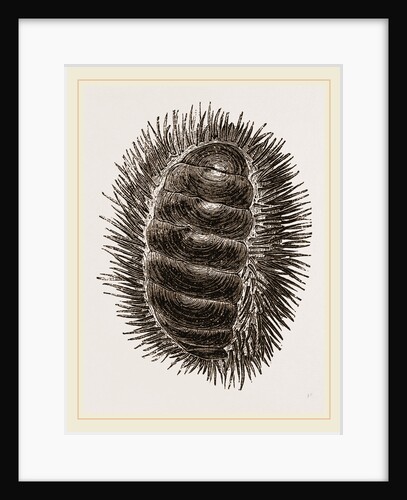 Spinose Chiton by Anonymous
