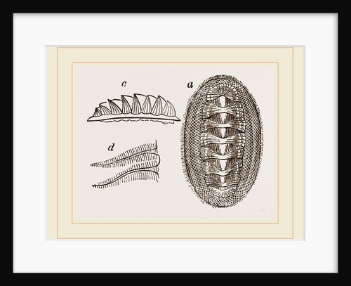 Animal of Chiton squamosus by Anonymous