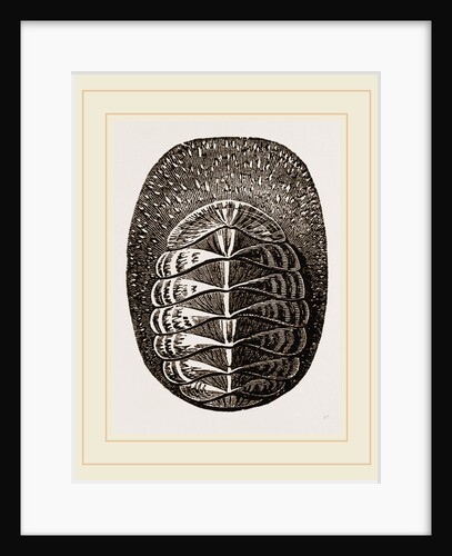 De Blainville's Chiton by Anonymous