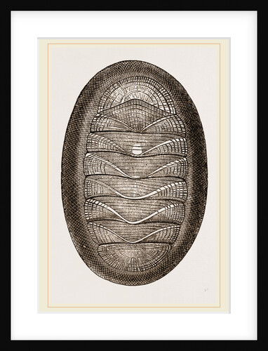 Magnificent Chiton by Anonymous