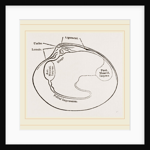 Cytheraea by Anonymous