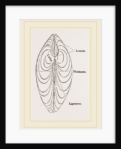 Cytheraea by Anonymous
