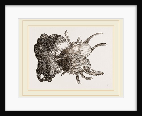 Prickly Oyster by Anonymous
