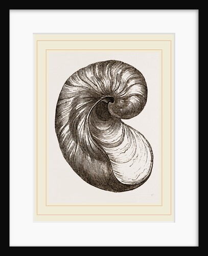 Incurved Gryphaea by Anonymous