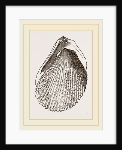 Squamous Lima by Anonymous