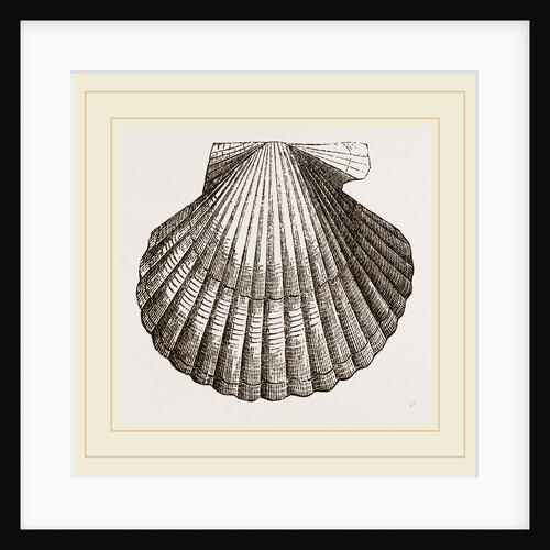 Gibbous Scallop by Anonymous