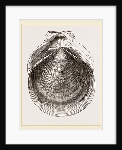 Flounder Scallop by Anonymous
