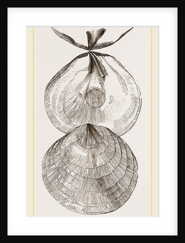 Chinese-Window Oyster by Anonymous