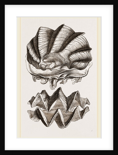 Cock's-comb Oyster by Anonymous