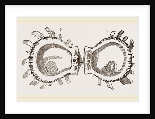 Ducal Spondylus by Anonymous