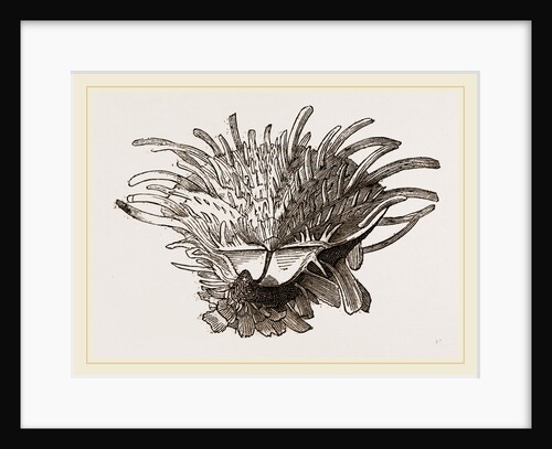 Arnercan Spiny Oyster by Anonymous