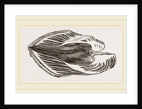 Section of Water-Spondylus by Anonymous