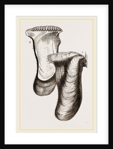 Perna Isognomu by Anonymous