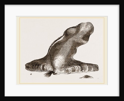 Hammer headed Oyster by Anonymous