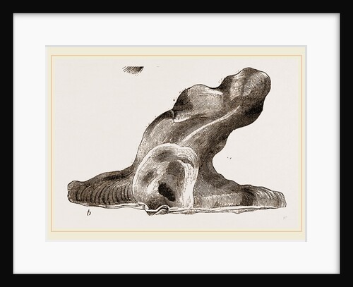 Hammer headed Oyster by Anonymous