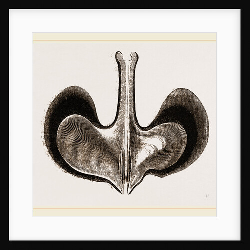 Broad winged Avicule by Anonymous