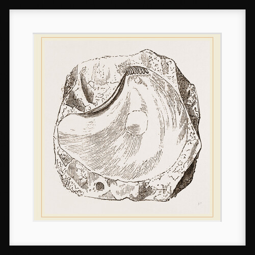 Pluvinites Adansonii by Anonymous