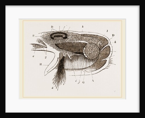 Mussel partly tlissecteds by Anonymous