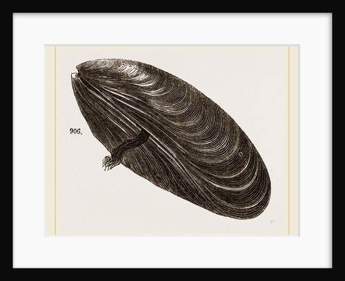 Shell of Mussel by Anonymous