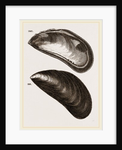 Shells of Mussel by Anonymous