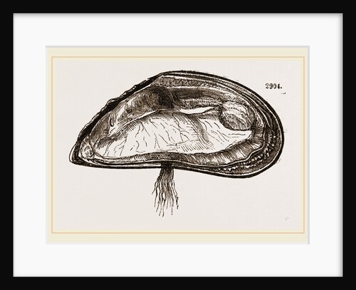 Mussel by Anonymous