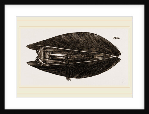 Mussel by Anonymous