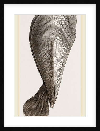 Pinna flabellum by Anonymous