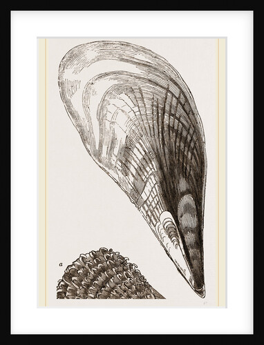 Pinna fabellum by Anonymous