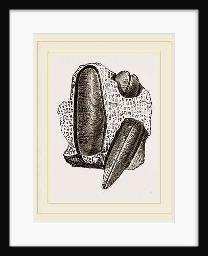Finger Lithodomus by Anonymous