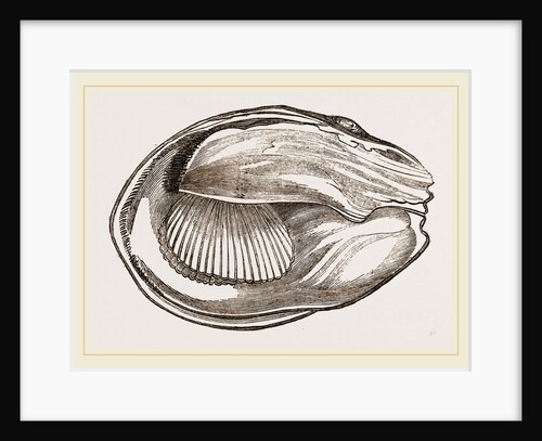 Unio cariosus by Anonymous