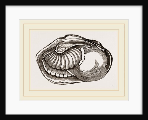 Unio ochraceus by Anonymous