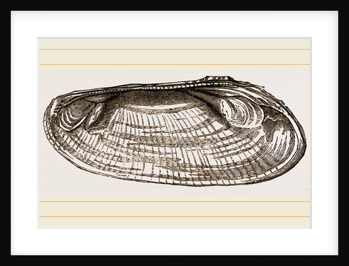 Exotic Iridina by Anonymous