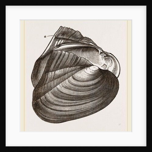 Winged Unio by Anonymous