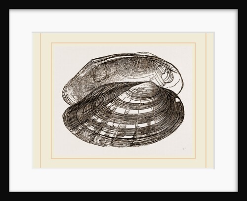 Fluviatile Anodon by Anonymous