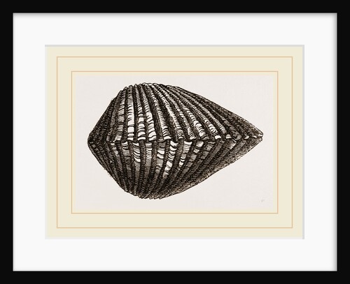 Antique Arca by Anonymous