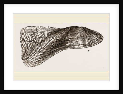 Tortuous Ark by Anonymous